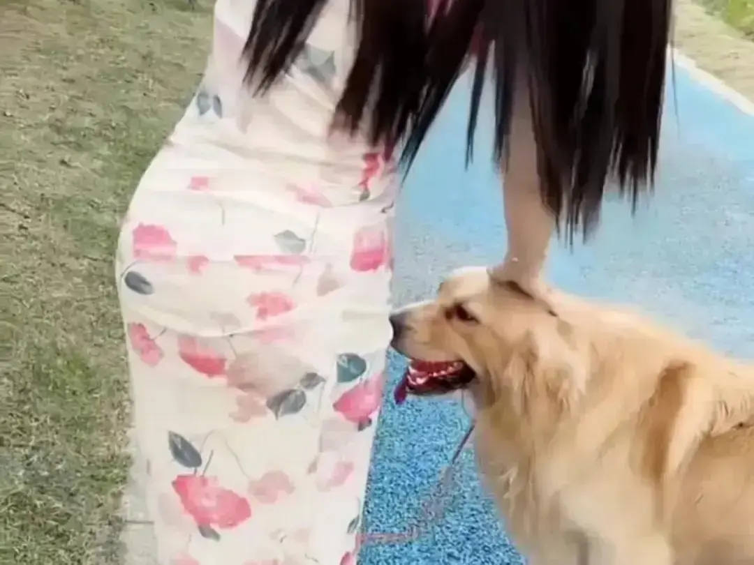 《抖音香香公主与爱犬金毛》高能日常互动个人珍藏完整版在线高清免费观看-抖音香香公主与爱犬金毛直播回放无广告网盘资源免费秒播